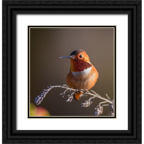 Hummingbird Black Ornate Wood Framed Art Print with Double Matting by Huang, Johnson