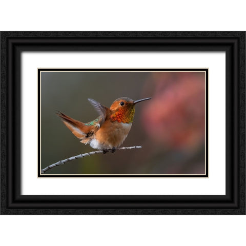 Hummingbird Black Ornate Wood Framed Art Print with Double Matting by Huang, Johnson