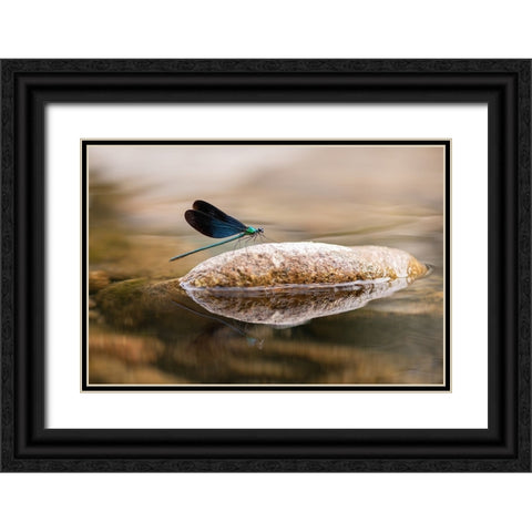 Damselfly Black Ornate Wood Framed Art Print with Double Matting by Deng, Ivy