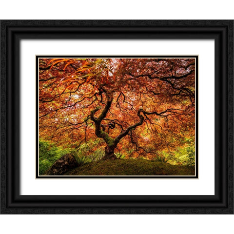 A Senior Maple Tree Black Ornate Wood Framed Art Print with Double Matting by Yu, Wenjin