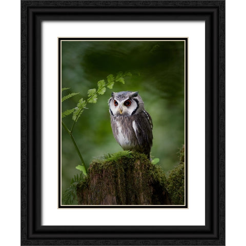 In The Deep Dark Forest Black Ornate Wood Framed Art Print with Double Matting by Groth, Martin