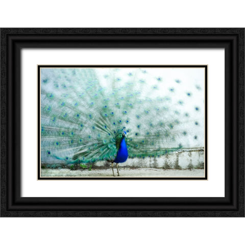 Peacock Black Ornate Wood Framed Art Print with Double Matting by Polo, Piera