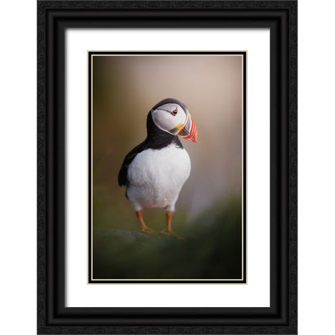 Puffin Posing In The Late Night Sun Black Ornate Wood Framed Art Print with Double Matting by Renmyr, Magnus