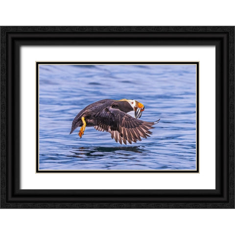 Q...Teach A Puffin To Fish.... Black Ornate Wood Framed Art Print with Double Matting by C. Sink, Jeffrey