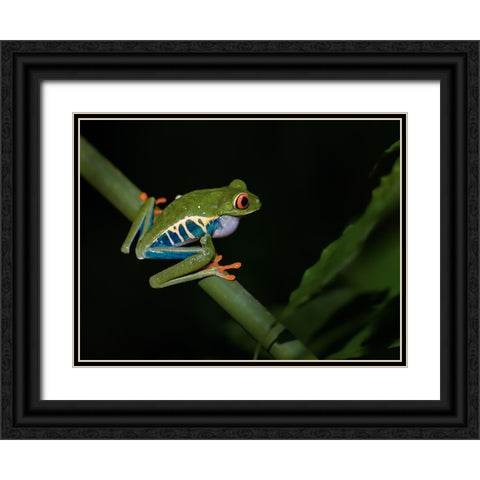 Red-Eyed Tree Frog Black Ornate Wood Framed Art Print with Double Matting by Zhang, Xiaohong