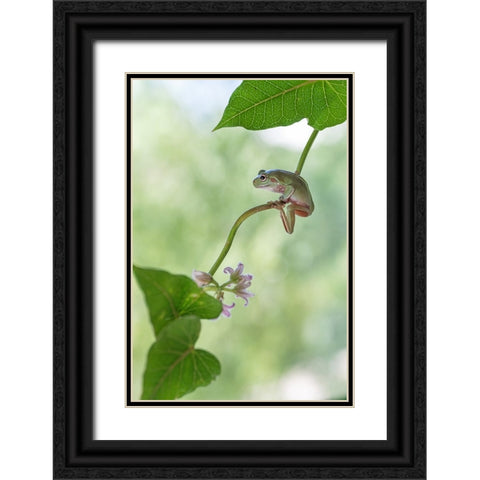 Curious Tree Frog Black Ornate Wood Framed Art Print with Double Matting by Summer2016