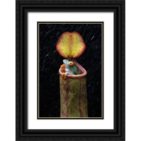 The Frog And Nepenthes Black Ornate Wood Framed Art Print with Double Matting by Setiadi, Ajar