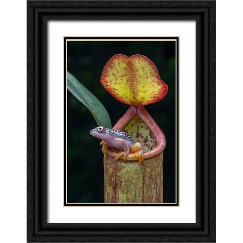The Frog And Nepentes 2 Black Ornate Wood Framed Art Print with Double Matting by Setiadi, Ajar