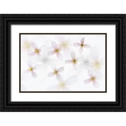 Clematis Art Black Ornate Wood Framed Art Print with Double Matting by Van Krimpen, Brigitte