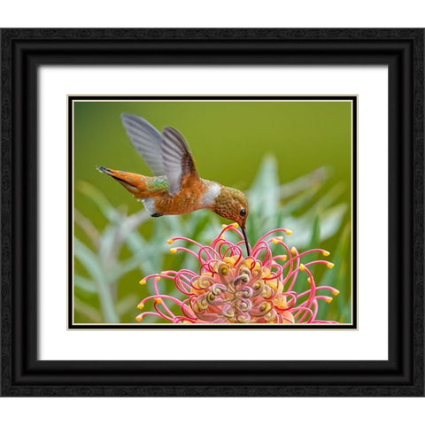 Hummingbird And Grevillea Flower Black Ornate Wood Framed Art Print with Double Matting by Huang, Xiaojian