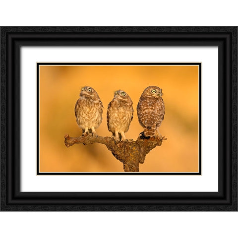 Trio (2) Black Ornate Wood Framed Art Print with Double Matting by Rudaeff, Pablo