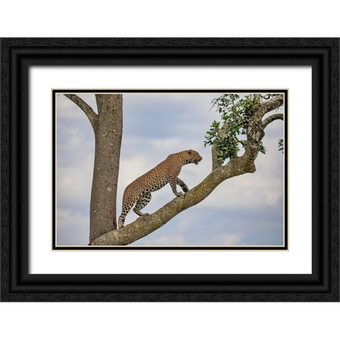 Climbing Black Ornate Wood Framed Art Print with Double Matting by Catta, Alessandro