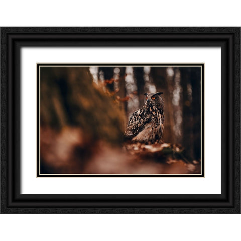 Eurasian eagle-owl (Bubo bubo) Black Ornate Wood Framed Art Print with Double Matting by Furch, Lukas