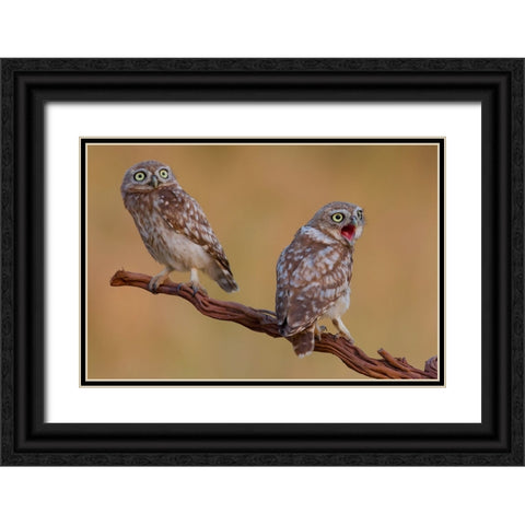 Hatched And  Got Surprised Black Ornate Wood Framed Art Print with Double Matting by Manusevich, David