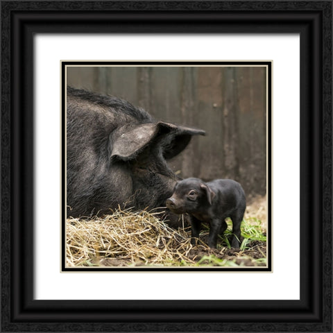 Tiny Black Ornate Wood Framed Art Print with Double Matting by Van Den, Gert