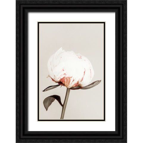 Peony 13 Black Ornate Wood Framed Art Print with Double Matting by 1x Studio III