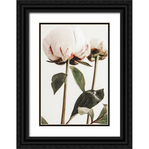 Peony 24 Black Ornate Wood Framed Art Print with Double Matting by 1x Studio III