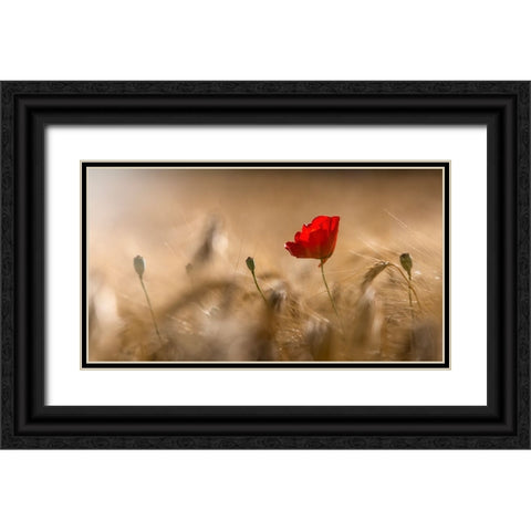 Poppy Black Ornate Wood Framed Art Print with Double Matting by Coenders, Chris