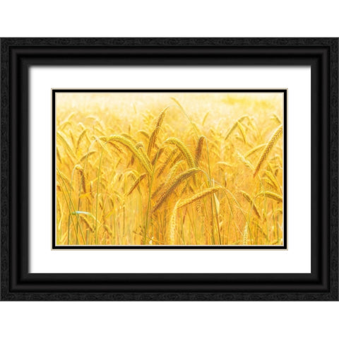 Harvest Time Black Ornate Wood Framed Art Print with Double Matting by Michael
