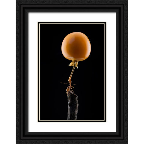 Mighty Ant Lift-Up A Tomato Black Ornate Wood Framed Art Print with Double Matting by Suhardjo, Lisdiyanto