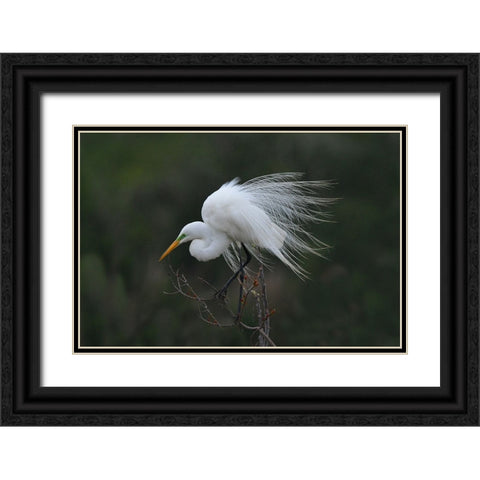 Morning Black Ornate Wood Framed Art Print with Double Matting by Wan, Anna