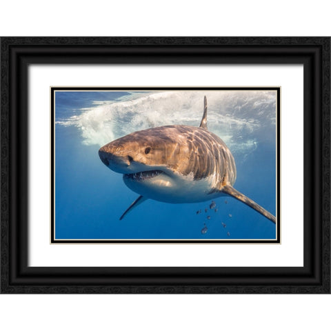 Great White Black Ornate Wood Framed Art Print with Double Matting by Rebro, Marcel