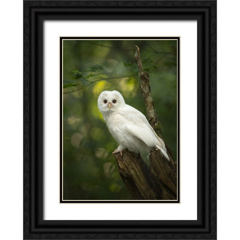 Fairy Black Ornate Wood Framed Art Print with Double Matting by Xu, Tony