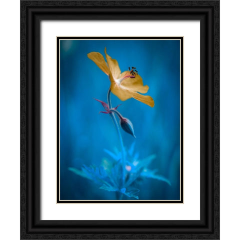 Orange beauty Black Ornate Wood Framed Art Print with Double Matting by Krinke, Andreas