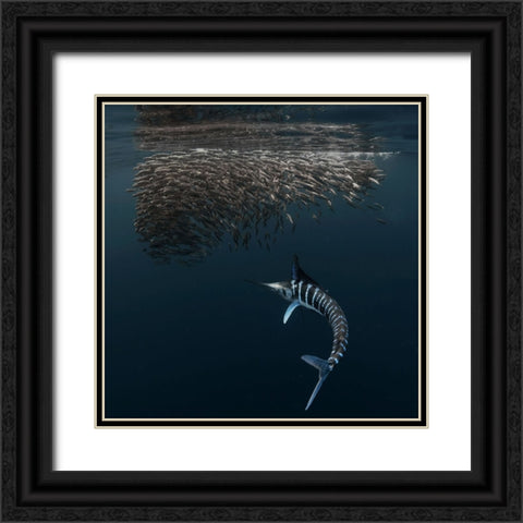 Charging Into Bait-Ball Black Ornate Wood Framed Art Print with Double Matting by Lu, Jennifer