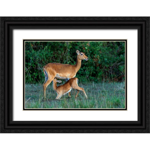 Feeding Time Black Ornate Wood Framed Art Print with Double Matting by Damico, Giuseppe