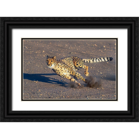 Cheetah Black Ornate Wood Framed Art Print with Double Matting by Huang, Johnson