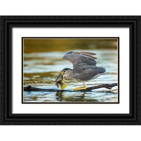 Black-Crowned Night Heron Black Ornate Wood Framed Art Print with Double Matting by Frischoff, Noam
