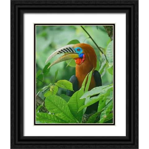 Rufous-Necked Hornbill Black Ornate Wood Framed Art Print with Double Matting by Ghosh, Indranil