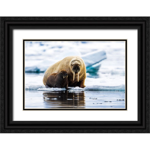 Walrus With Calf Black Ornate Wood Framed Art Print with Double Matting by Lewis-Bevan, Wyn