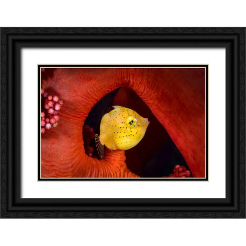 Little Filefish Black Ornate Wood Framed Art Print with Double Matting by Peneau, Cedric