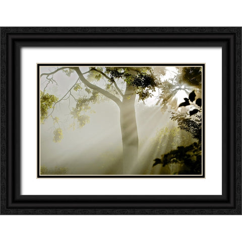Fog at MAcns Klint Black Ornate Wood Framed Art Print with Double Matting by Wicklow, Jorgen