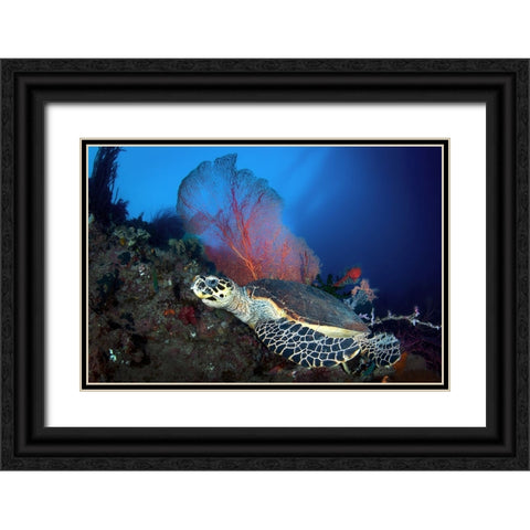 Hawksbill Turtle Black Ornate Wood Framed Art Print with Double Matting by Peneau, Cedric