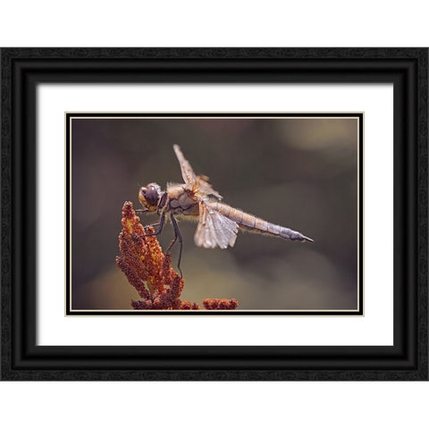 Battle Scars. Black Ornate Wood Framed Art Print with Double Matting by Williams, Stuart