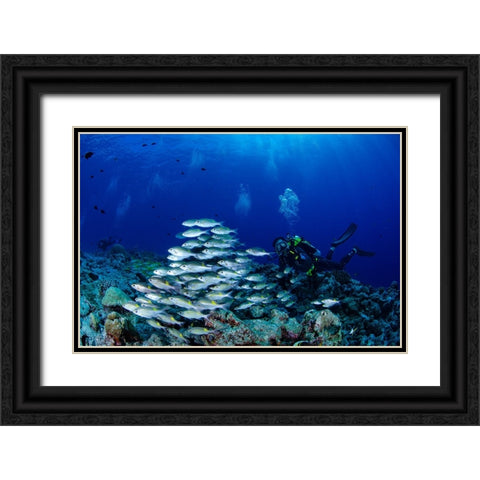 Fish And DIVers Black Ornate Wood Framed Art Print with Double Matting by Y Lin, Ryan