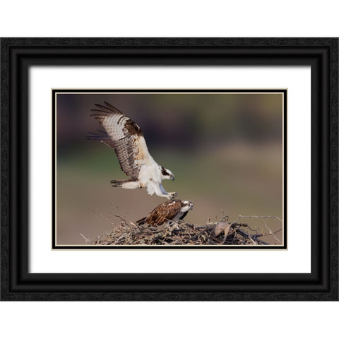 Love Story Black Ornate Wood Framed Art Print with Double Matting by Lu, Bill