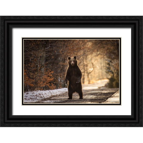 The Bear Black Ornate Wood Framed Art Print with Double Matting by Mirica, Dan