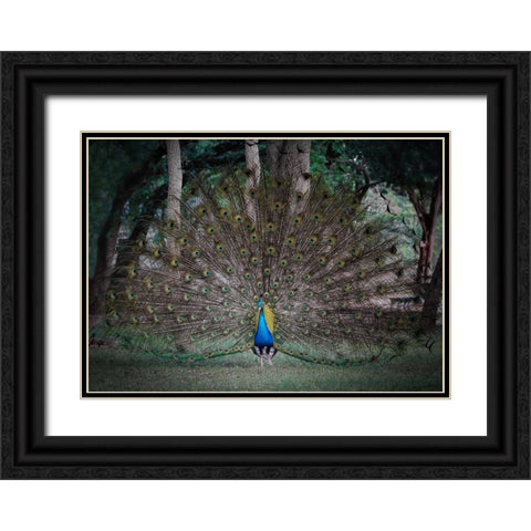 Look At Me Black Ornate Wood Framed Art Print with Double Matting by Lu, Linda