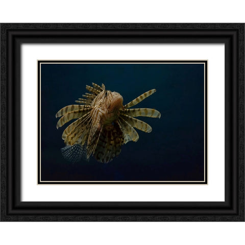 Underwater Beauty Of Nature Black Ornate Wood Framed Art Print with Double Matting by Al-Hefnawy, Haytham