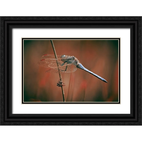 The Battlefield Black Ornate Wood Framed Art Print with Double Matting by Williams, Stuart