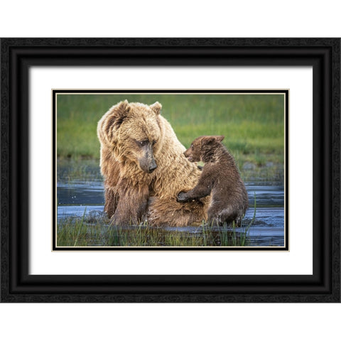 Bear-Back Ride? Black Ornate Wood Framed Art Print with Double Matting by C. Sink, Jeffrey