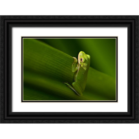 Take A Look Outside Black Ornate Wood Framed Art Print with Double Matting by He, Mike