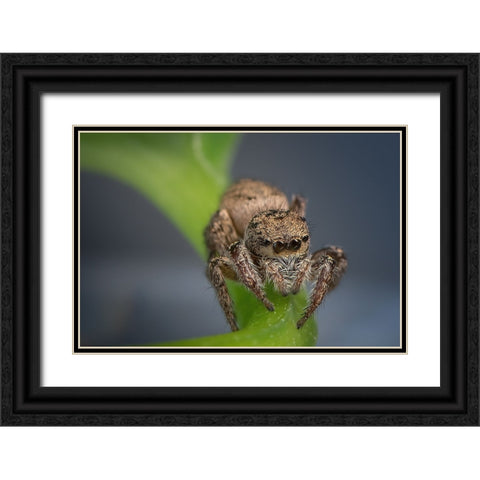 Jumping Spider Black Ornate Wood Framed Art Print with Double Matting by Deng, Ivy
