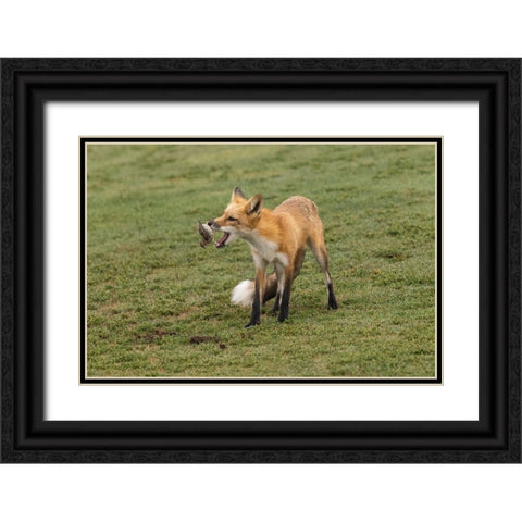 Playing With Prey Black Ornate Wood Framed Art Print with Double Matting by Lu, Bill