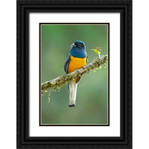 Surucua Trogon Black Ornate Wood Framed Art Print with Double Matting by Zygmunt, Milan