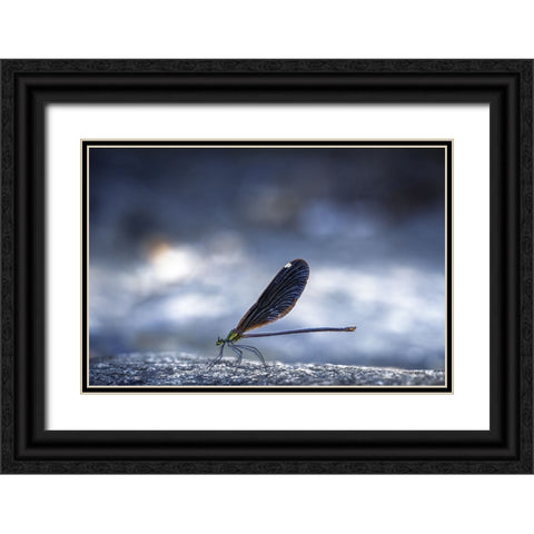 Dragonfly Black Ornate Wood Framed Art Print with Double Matting by Jianwen